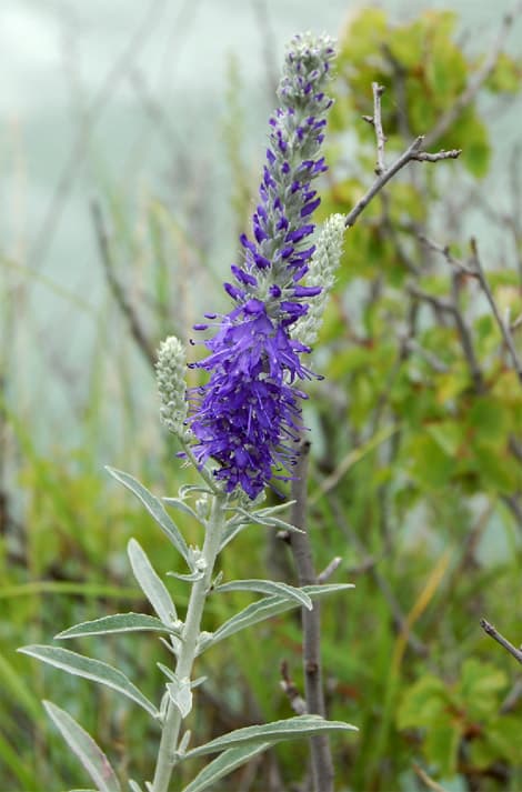 Veronica incana, Hall mailane